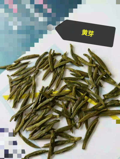 正宗川茶，黄芽