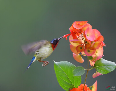 太阳鸟和马鞭草科的冬红 Holmskioldia sanguinea