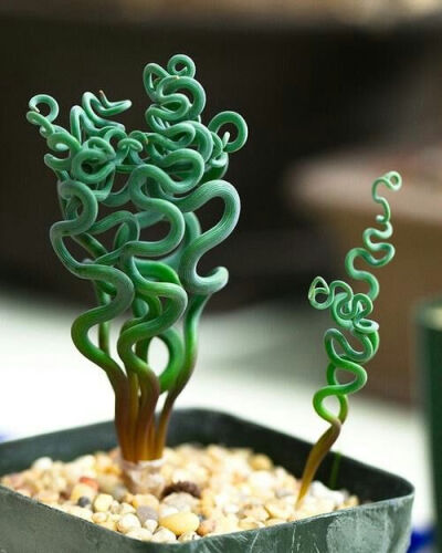 Crassula succulent: