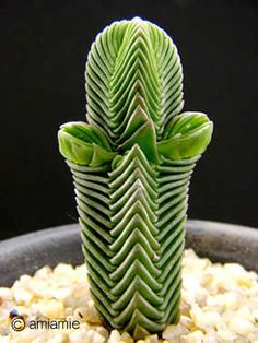 Crassula pyramidalis 大型緑塔