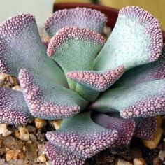 Under the sea - Aloinopsis malherbei (Giant jewel plant), succulent ♥