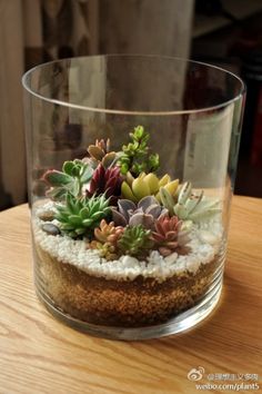 Love the simplicity and the complexities of this Succulent terrarium. Wonder what size the glass jar is? The size of a soup-pot?