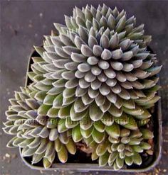 Sinocrassula yunnanensis