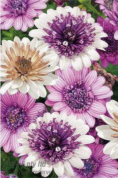 ✯ Osteospermum double