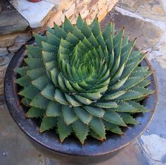 .Spiral Aloe. This plant is cosmic. You get this specimen in a 6" pot - it is hardy to 7below.