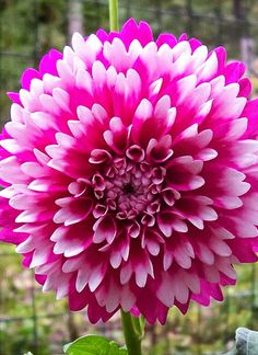 ~~Dinner Plate Dahlia | The French Tangerine~~