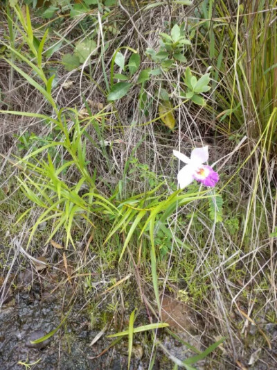 山间野花。