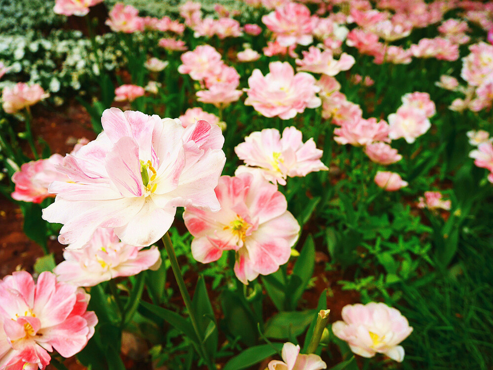 不知名的花