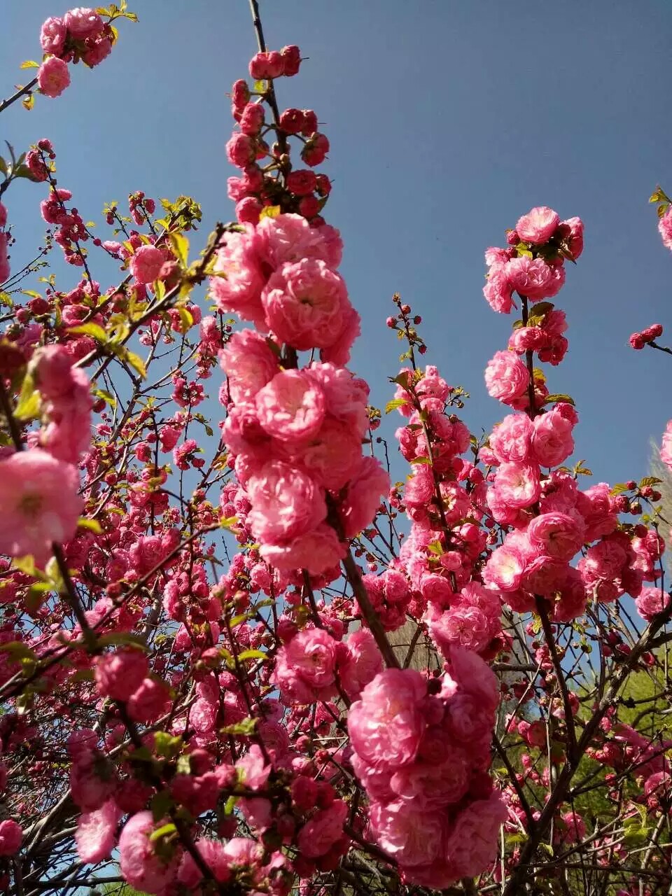 杏花 春祭 摄影 效游 