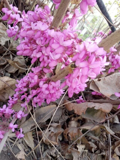 花 春祭 摄影 效游 初春 粉色 枯叶