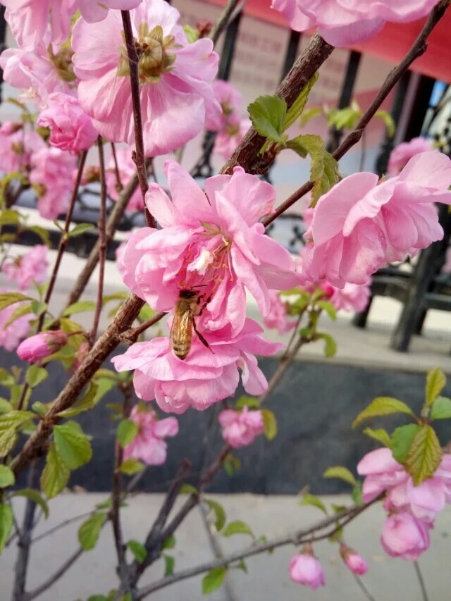 杏花 春祭 摄影 效游 蜜蜂 采蜜 