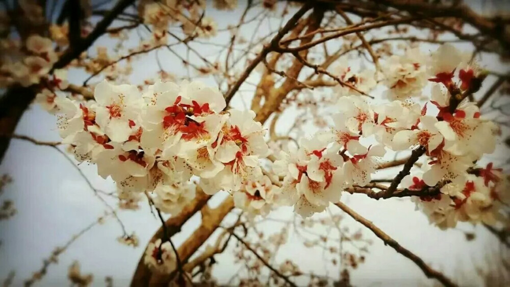 杏花 春祭 摄影 效游 落寂之摄 初春