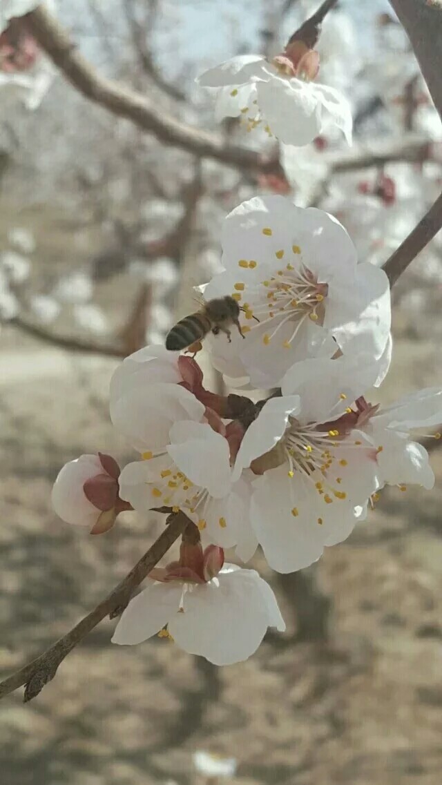 杏花 春祭 摄影 效游 采蜜 蜜蜂 