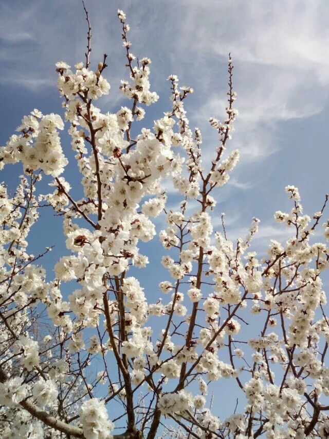 杏花 春祭 摄影 效游 