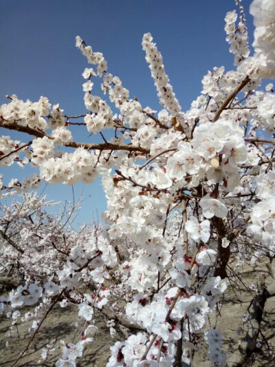 杏花 春祭 摄影 效游 雪白的花