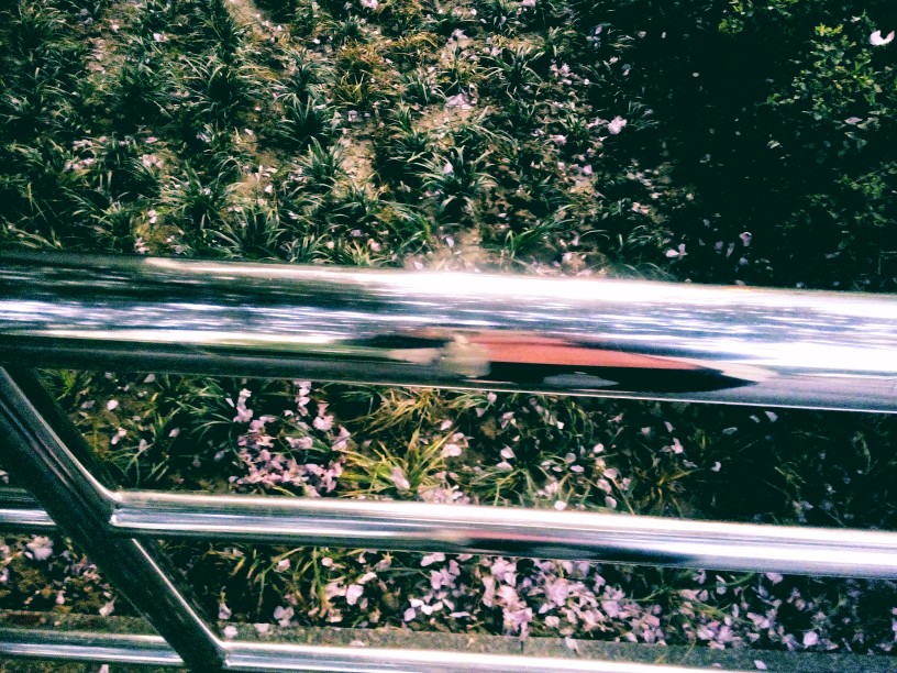 随风飘逝