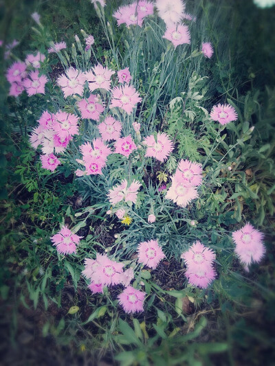 路边的野花