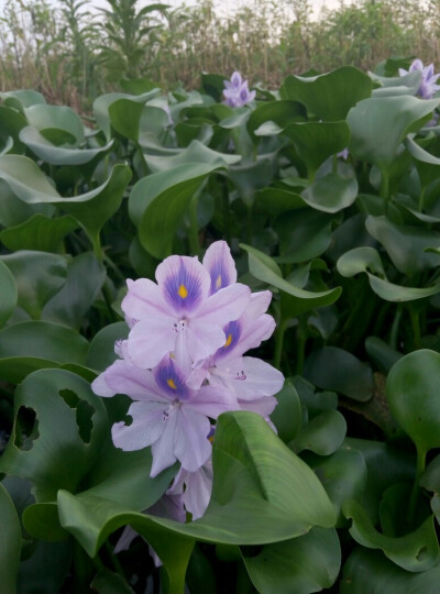 水仙花