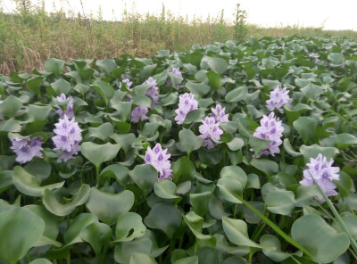 水仙花