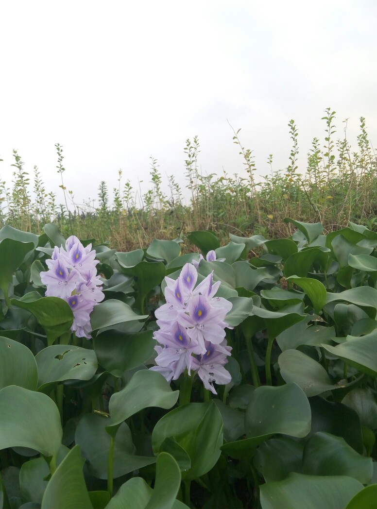 水仙花