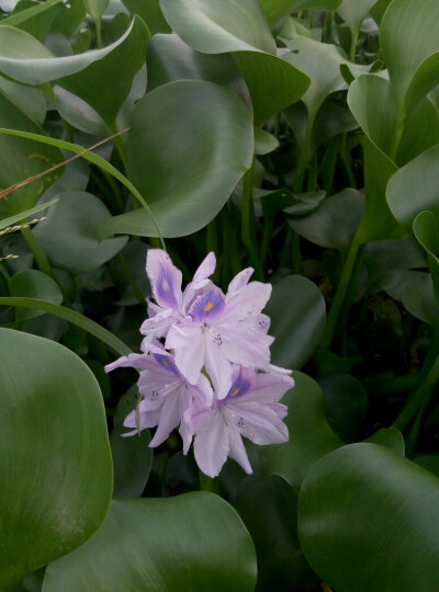 水仙花