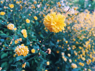 欣喜相逢，一季花开。