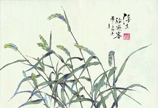 狗尾草 草本植物 手绘 古风 贴吧 搬运