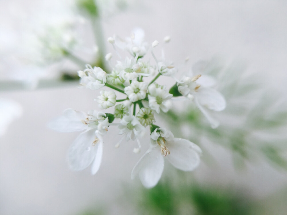 香菜花