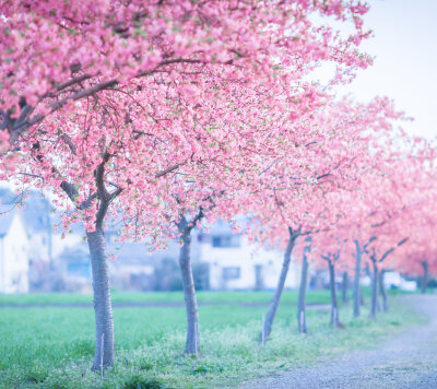 樱花的花期相对较短，但它有着非常唯美的花语。樱花象征着爱情与希望，代表着高雅，质朴纯洁的爱情。因为樱花的种类较多，而每一种樱花所代表的寓意也是不一样的。
山樱寓意纯洁、高尚、淡薄；西洋樱花寓意善良的教…