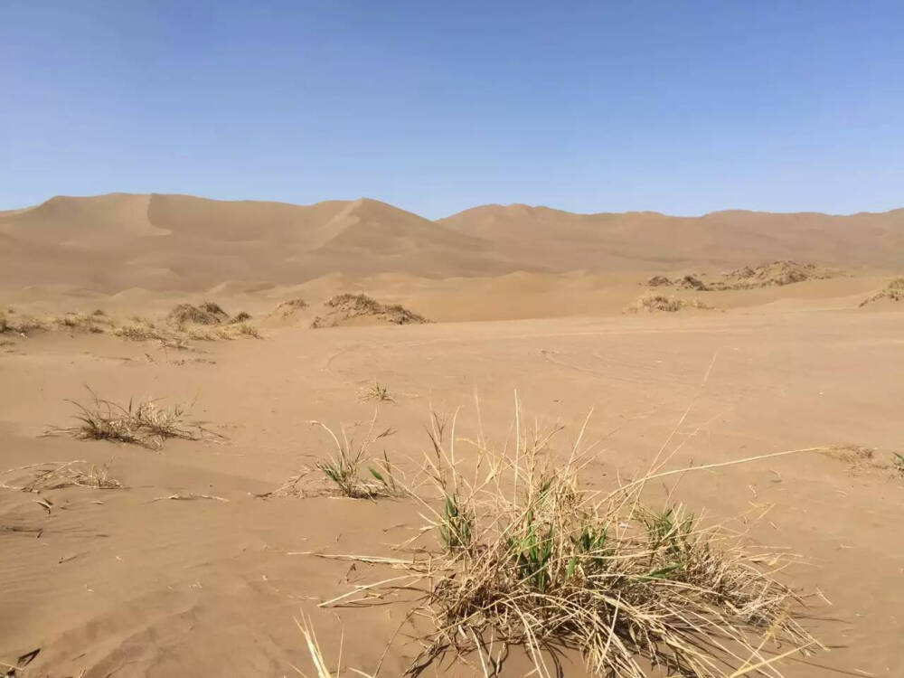 库朩塔格沙漠 新天地 新发现 新认识 新感想 