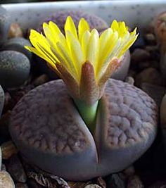 Lithops