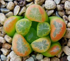 Haworthia cv. 'Eva', orange form.