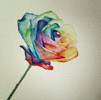 手绘 水彩 彩色玫瑰