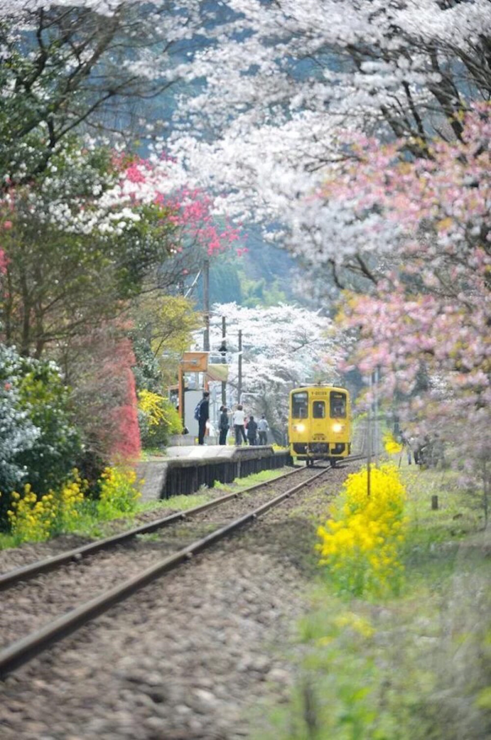 Bungo-Nakagawa in Kyushu, Japan( © 遠嶋 健次)。日本九州JR久大本线途径大分县日田市丰后中川站(豊後中川駅)。JR久大本线的豊後中川站在3月到4月上旬，灿烂的油菜花如同编织的地毯和道旁的染井吉野樱构成一幅美丽的画卷。