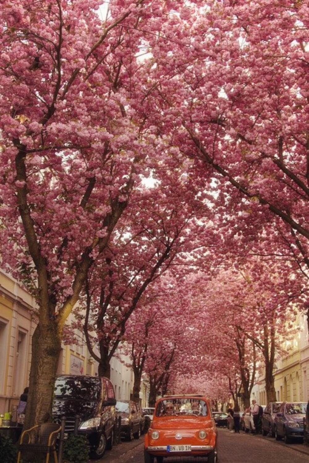 Cherry Brick Road, Bonn, Germany。德国波恩位于莱茵河畔，清澈的莱茵河水像一条白色缎带从波恩城边缓缓流过，坐落在莱茵河畔的中世纪古堡，向人们展示着波恩古老的过去，而两岸郁郁葱葱、秀丽迷人的风景又为莱茵河上这座“明珠”城市增添了无穷的魅力。波恩是一座古老的城市，它是从一个靠摆渡和捕鱼为主的小村子发展起来的，而它的历史则最早可追溯到2000年前。这里的Cherry Brick Road是一条全球著名的道路，道路两边皆是樱花，形成的道路景象有别于樱花之国日本，少了一丝禅意，却多了一缕欧式的浪漫情怀。