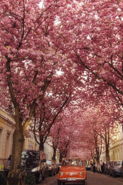 Cherry Brick Road, Bonn, Germany。德国波恩位于莱茵河畔，清澈的莱茵河水像一条白色缎带从波恩城边缓缓流过，坐落在莱茵河畔的中世纪古堡，向人们展示着波恩古老的过去，而两岸郁郁葱葱、秀丽迷人的风景又为莱茵河…