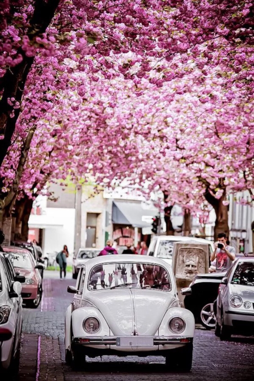 Cherry Brick Road, Bonn, Germany。德国波恩位于莱茵河畔，清澈的莱茵河水像一条白色缎带从波恩城边缓缓流过，坐落在莱茵河畔的中世纪古堡，向人们展示着波恩古老的过去，而两岸郁郁葱葱、秀丽迷人的风景又为莱茵河上这座“明珠”城市增添了无穷的魅力。波恩是一座古老的城市，它是从一个靠摆渡和捕鱼为主的小村子发展起来的，而它的历史则最早可追溯到2000年前。这里的Cherry Brick Road是一条全球著名的道路，道路两边皆是樱花，形成的道路景象有别于樱花之国日本，少了一丝禅意，却多了一缕欧式的浪漫情怀