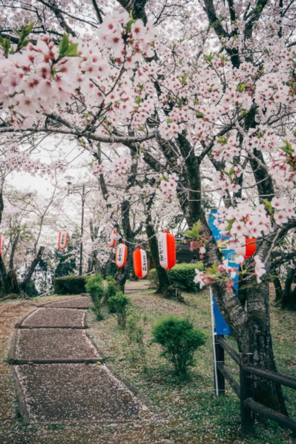 Tarumi Park,Uryuno,Miyazaki(by Victor Leung)。日本宫崎县绫町垂水公园。宫崎县垂水公园以其120米高的垂水台命名，景观独特，吸引一众游客。公园里最出名的景观要数它的三千棵樱花树，每逢春天，三千棵樱花树齐齐开放，犹如仙境一般。垂水公园的樱花有很长历史，最初的五百棵是由当地的武士所种植，得到后人悉心照料，开枝散叶成今天的三千棵樱花树，当中包括井吉野，山樱花，八重樱，寒樱等。这里是宫崎市的赏樱名所，赏樱时节更有由晚上六时至十时的夜樱大会。