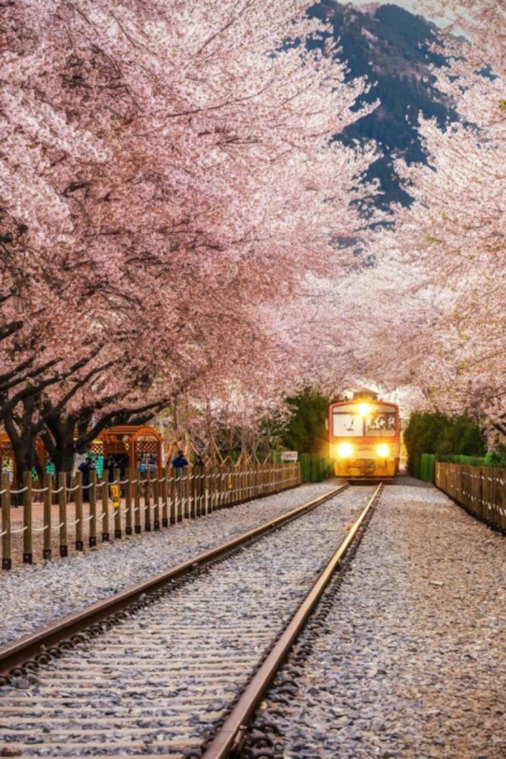 Gyeonghwa Station In Jinhae, South Korea(by Aaron Choi)。韩国镇海镇庆和铁道两旁站满高大的樱花树，春时樱吹雪的景色不输给日本的赏樱名所，一样令人目眩神迷，年年吸引大批赏花人潮，也是韩剧和电影喜欢选择的拍摄场景。目前庆和站已经停止一般载客服务，但在军港祭期间会有樱花庆典接驳车载客。