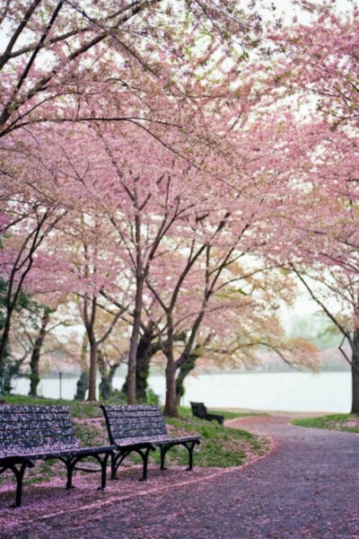 Tidal Basin, WashingtonDC, USA(By JP Benante)。美国华盛顿潮汐湖位于国家广场西南，湖边栽种着从日本引进的几千棵樱花树，这里的吉野樱花花朵大，且先开花后长叶，观赏樱花的的效果甚至比在日本还强。每年三月下…