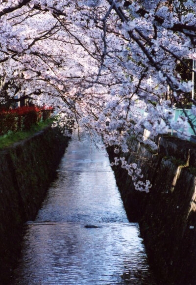 Tetusugaku-no-Michi, Kyoto, Japan(By Yoshihito Kakegawa)。日本京都“哲学之路“（哲学の道），是日本城市京都左京区一条2公里长的溪边小道，沿途种植樱花树。这条路的名称来源于京都大学哲学教授西田几多郎每日…