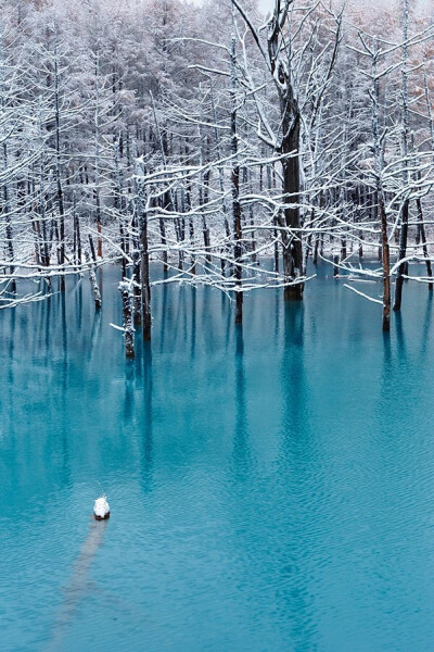 Blue Pond, Biei, Hokkaido, Japan (by Kent Shiraishi)。日本北海道上川郡美瑛町的青池。青池是1988年十胜岳火山爆发，因工程修筑堰堤而形成的湖泊，美瑛川中的矿物质和土砂质成份和阳光照耀，使得湖泊呈现出青绿色…