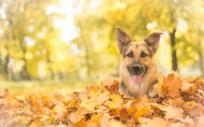 可爱德国牧羊犬壁纸图片