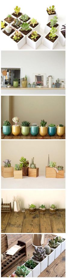 Cute succulent potting ideas.