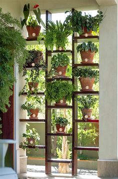 Love this indoor vertical garden! Could be a great idea to create a privacy wall on a balcony, deck or terrace!