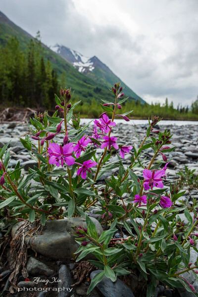 Chamerion angustifolium 光叶柳叶菜