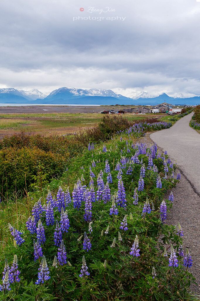 Lupinus nootkatensis 努特卡羽扇豆