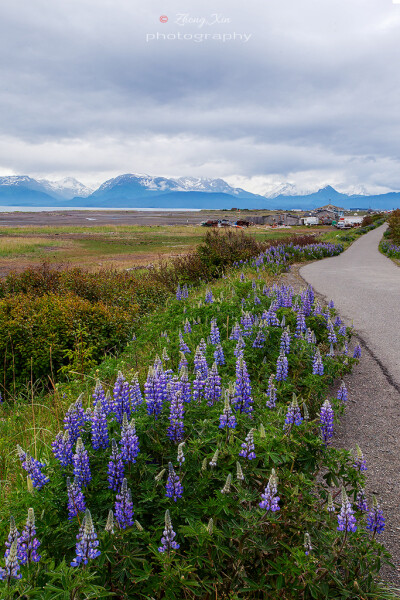 Lupinus nootkatensis 努特卡羽扇豆