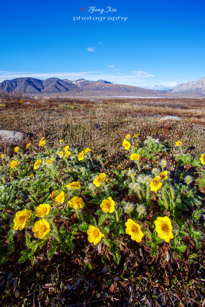 Geum glaciale 冰川路边青