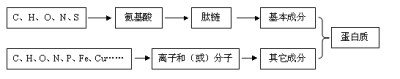 蛋白质的组成